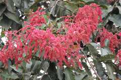 Terminalia myriocarpa